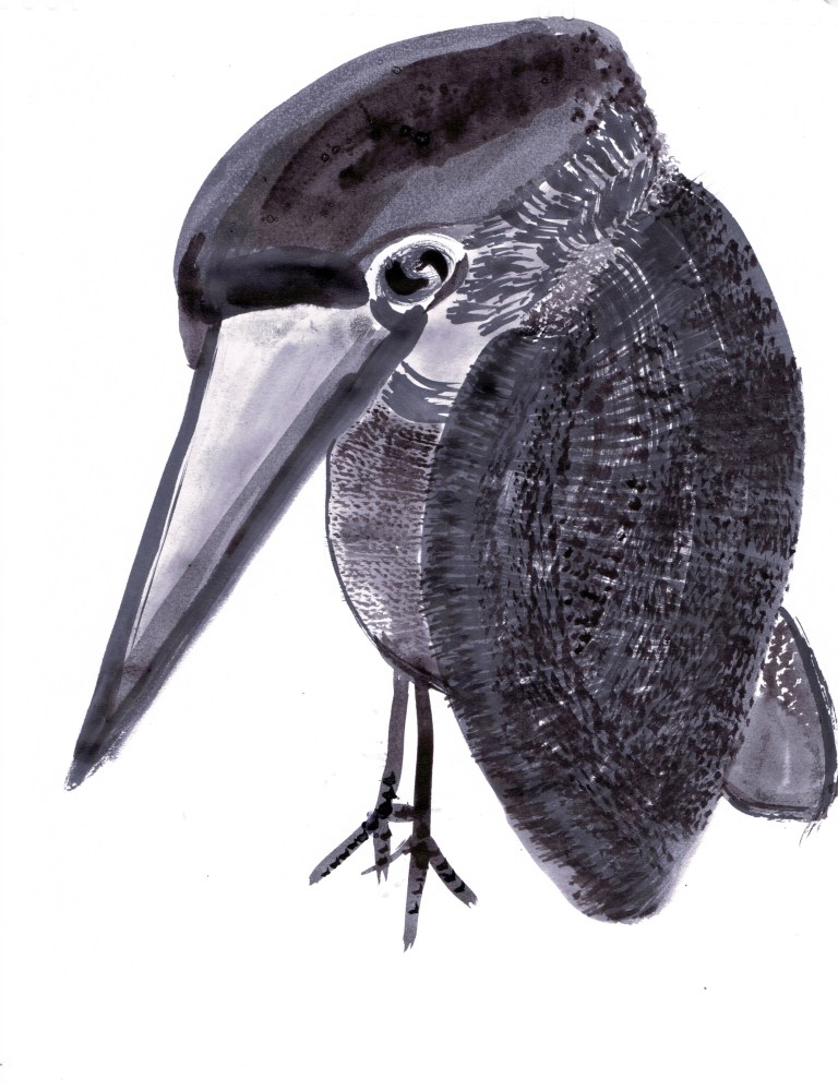 MARTÍN PESCADOR_FRANCISCO TOMSICH